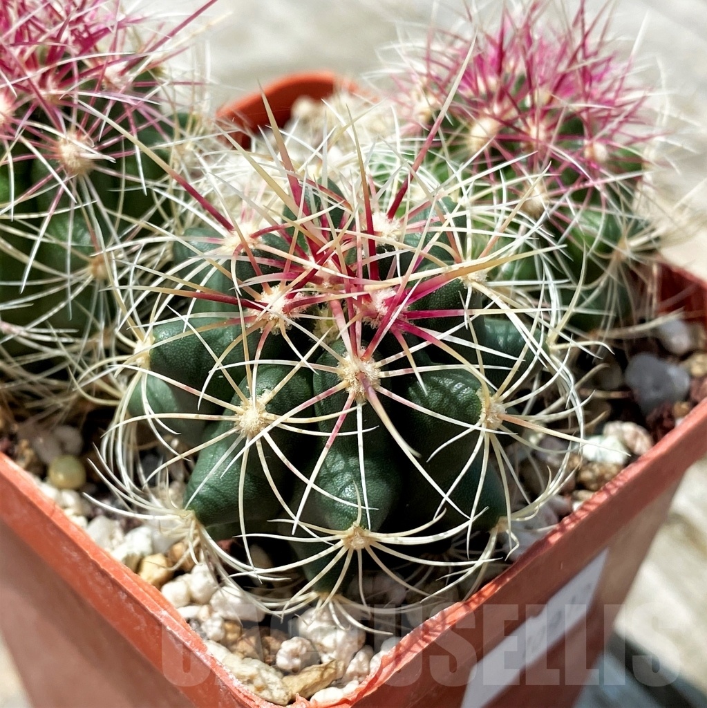 SHPR10912 Thelocactus bicolor