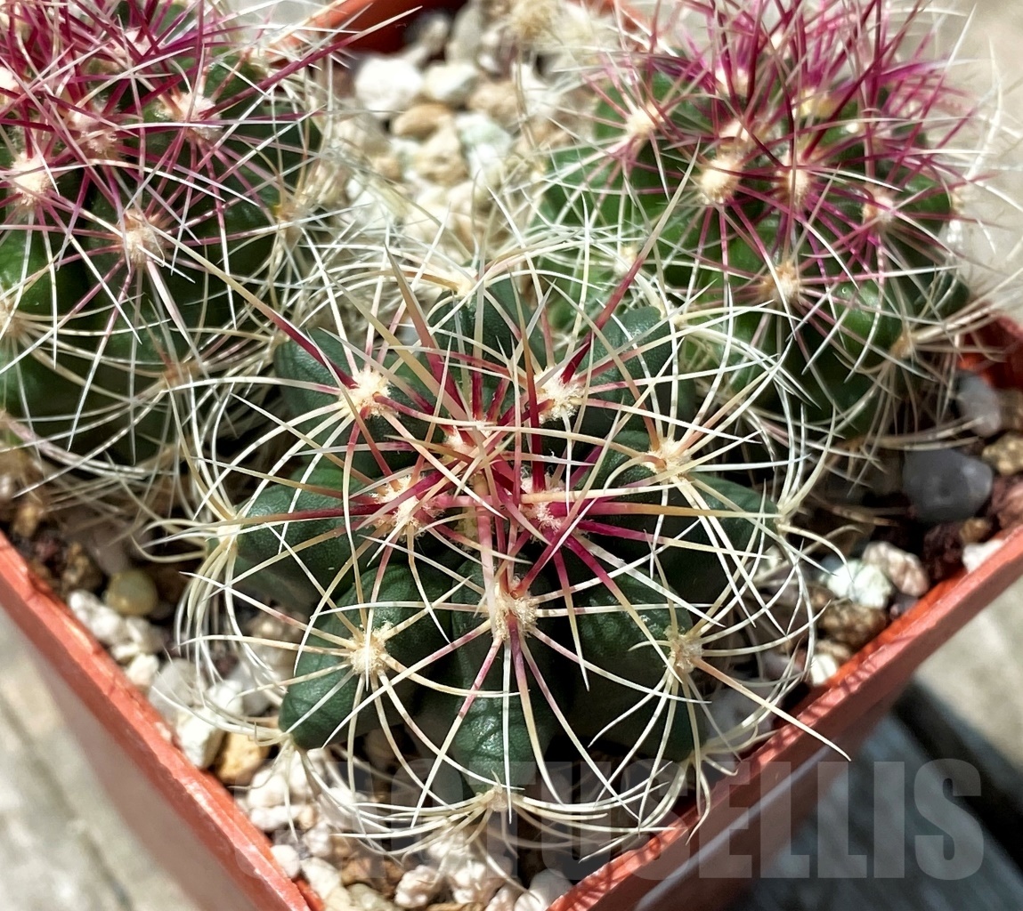 SHPR10912 Thelocactus bicolor - 画像 (2)