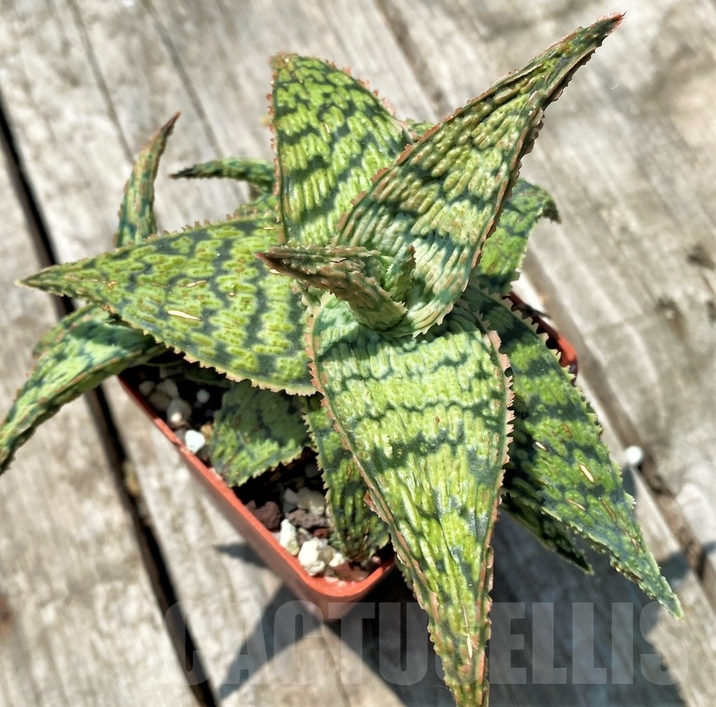 SHPR10915 Aloe 'Pink Blush'