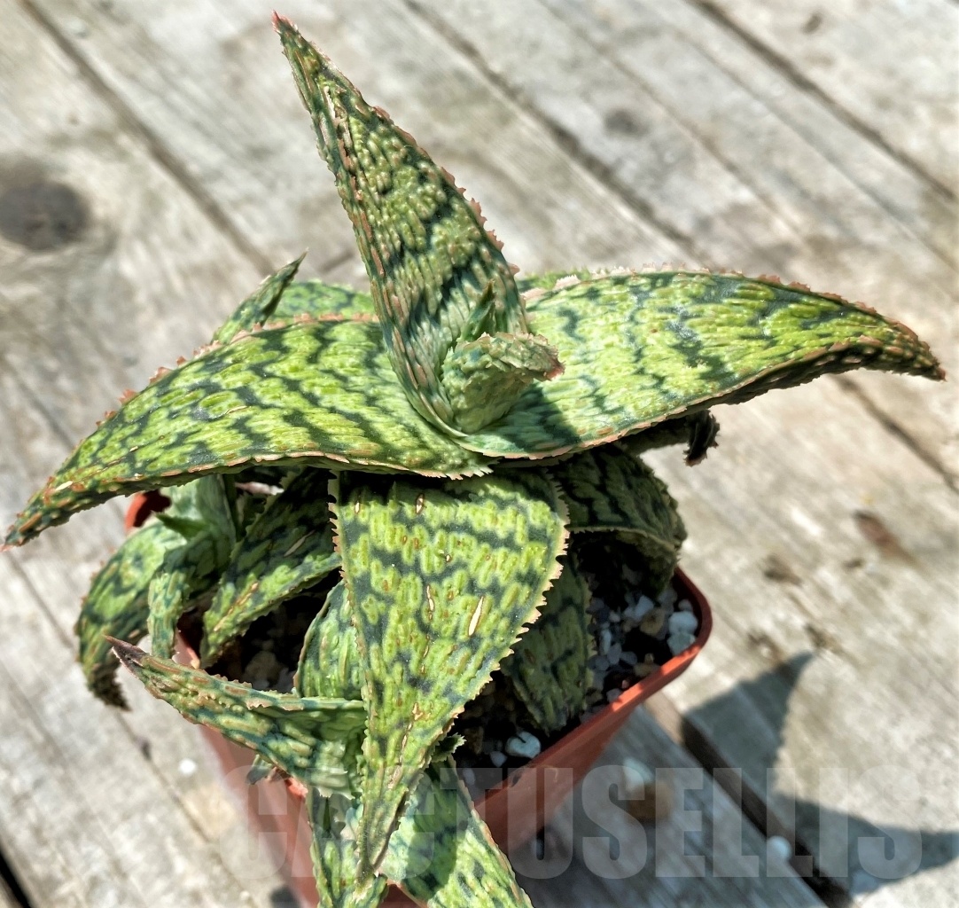 SHPR10915 Aloe 'Pink Blush' - Imagen 2