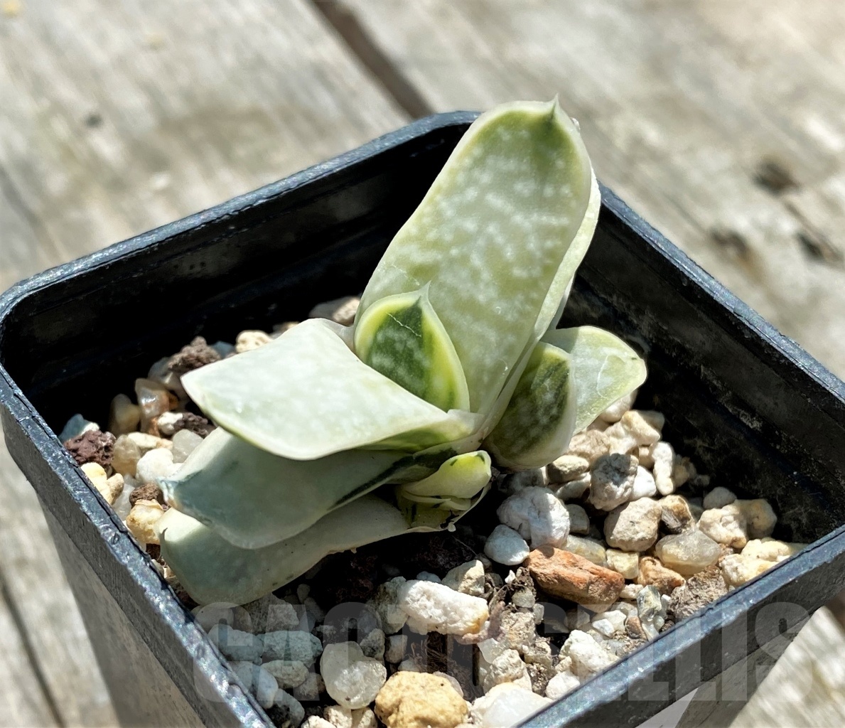 SHPR10917 Gasteria nigricans v. marmorata f. variegata - 画像 (2)