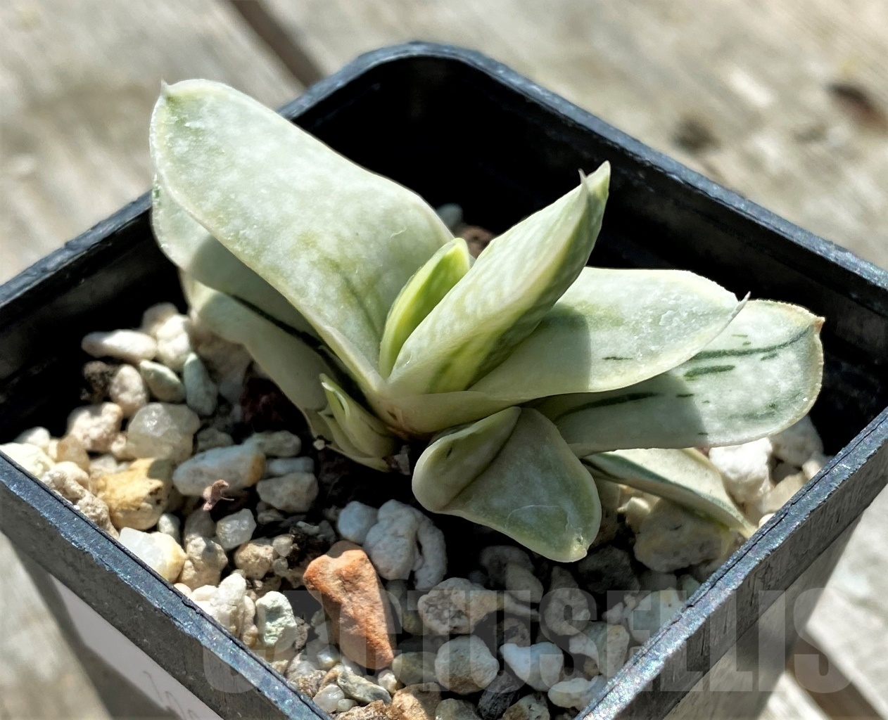 SHPR10917 Gasteria nigricans v. marmorata f. variegata