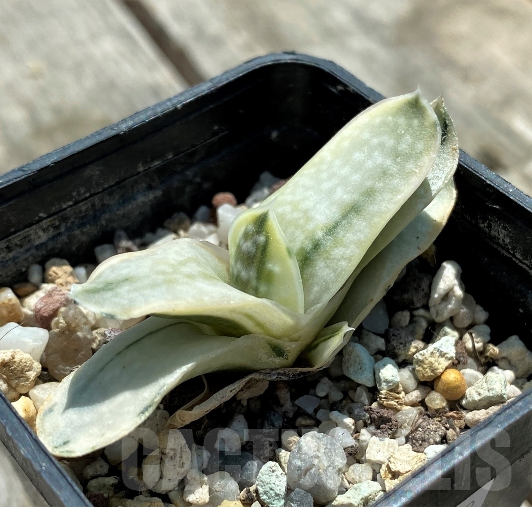 SHPR10918 Gasteria nigricans v. marmorata f. variegata