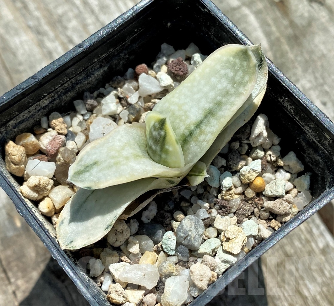 SHPR10918 Gasteria nigricans v. marmorata f. variegata – Bild 2