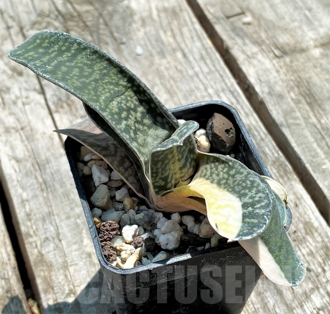 SHPR10920 Gasteria nigricans v. marmorata f. variegata