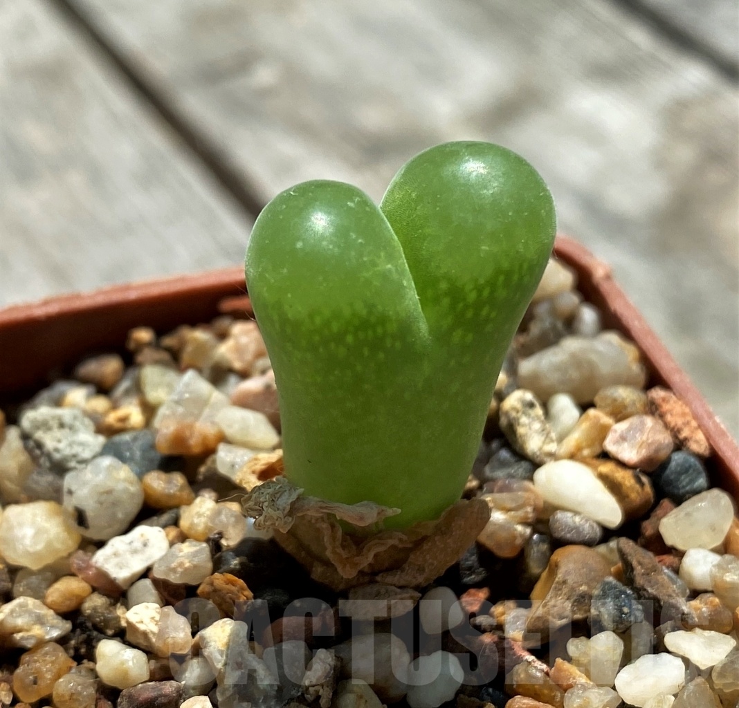 SHPR10921 Ophthalmophyllum limpidum LAV 27636