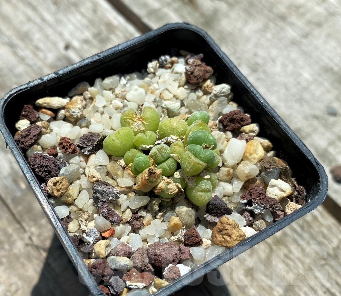 SHPR10922 Conophytum saxetanum v. misellum
