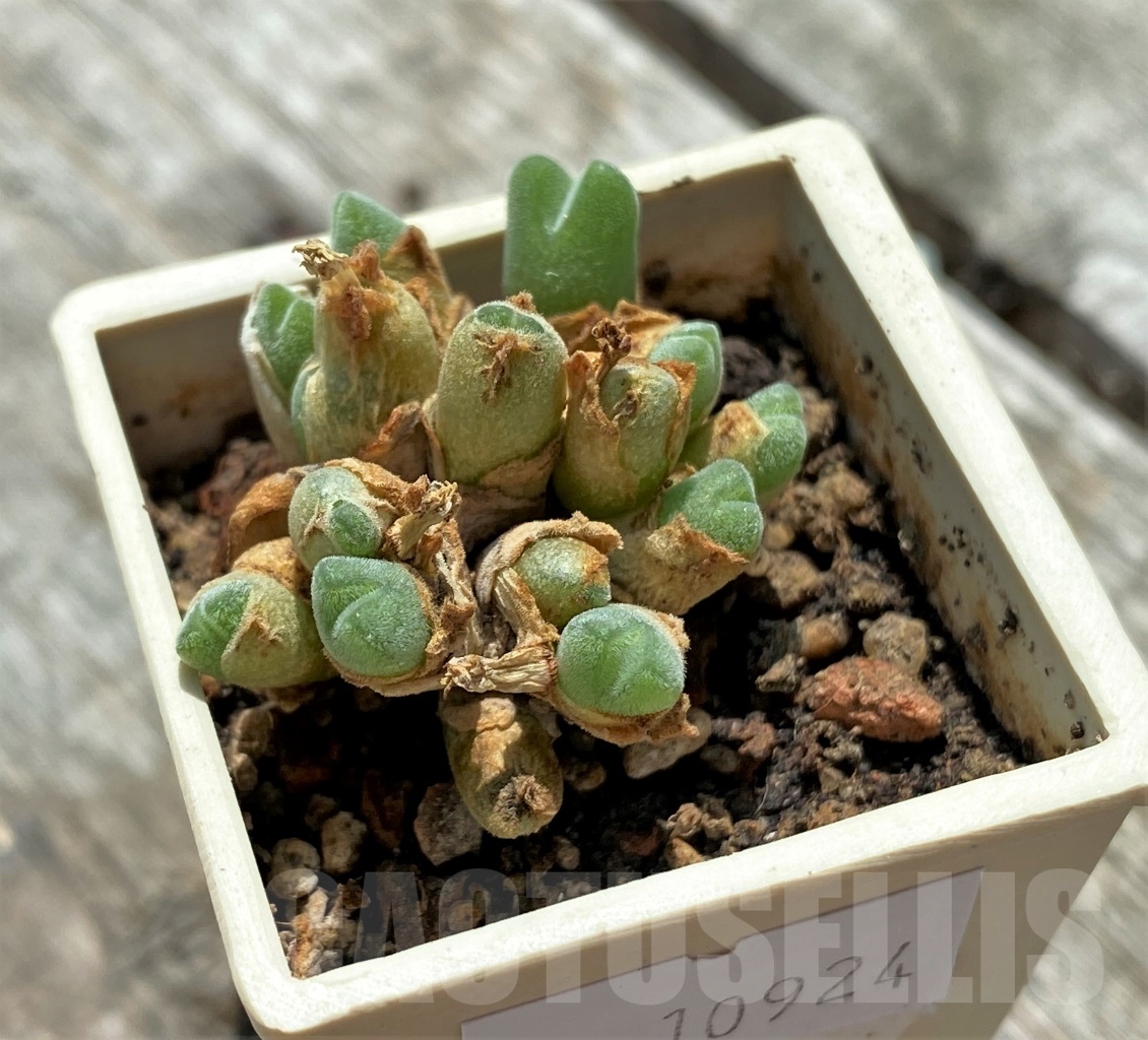 SHPR10924 Conophytum hians VD 5581, COP 119-045