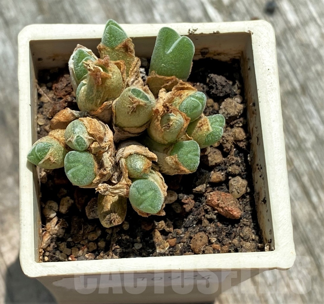 SHPR10924 Conophytum hians VD 5581, COP 119-045 - Image 2