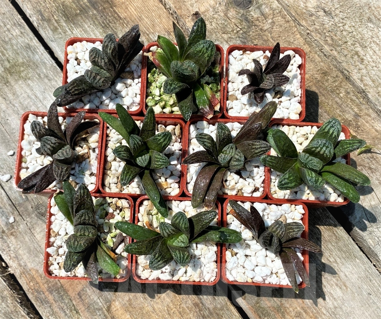 SHPR10931 10 plants, Haworthia truncata multi hybrid China - immagine 2