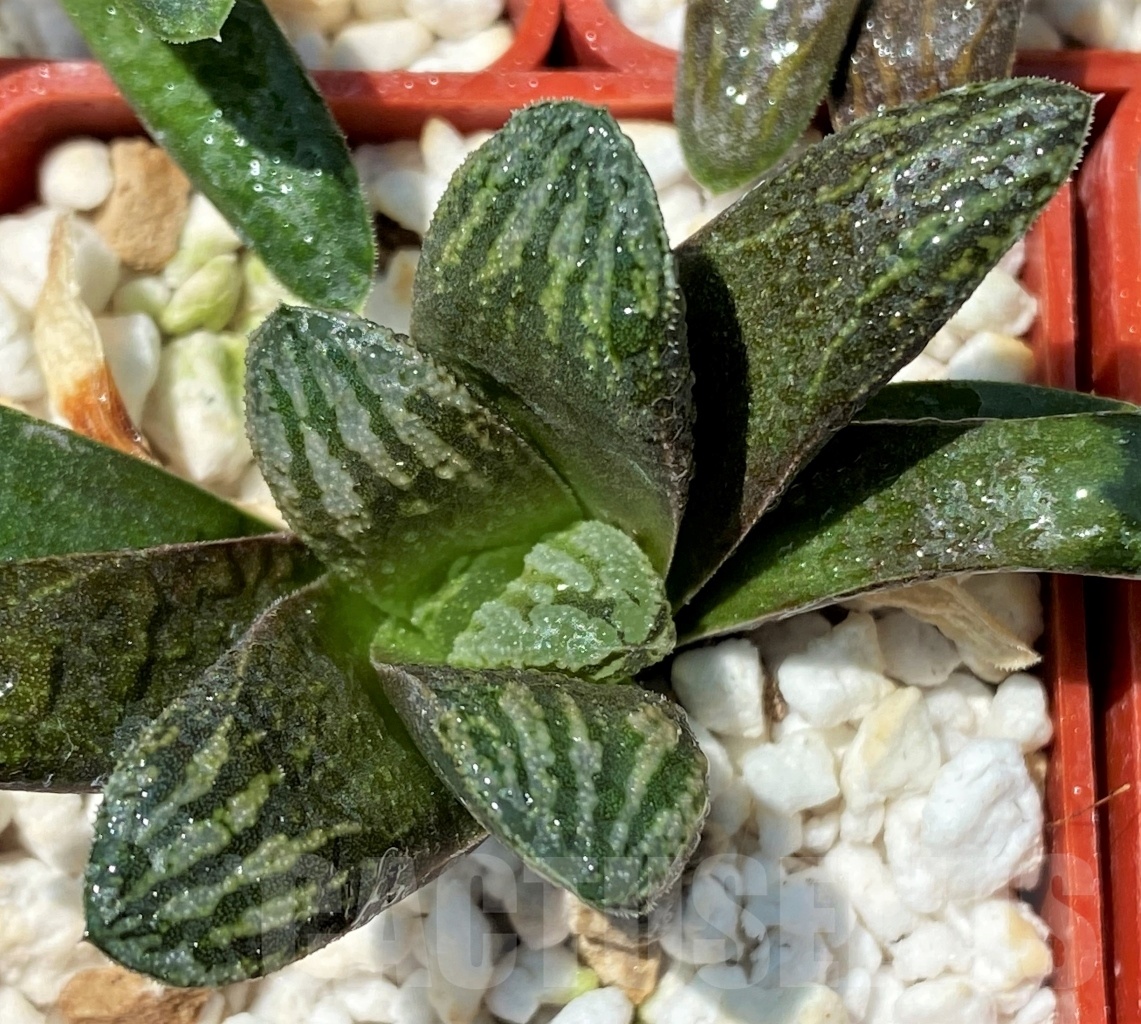 SHPR10931 10 plants, Haworthia truncata multi hybrid China