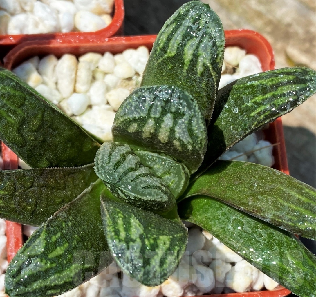 SHPR10931 10 plants, Haworthia truncata multi hybrid China - immagine 3