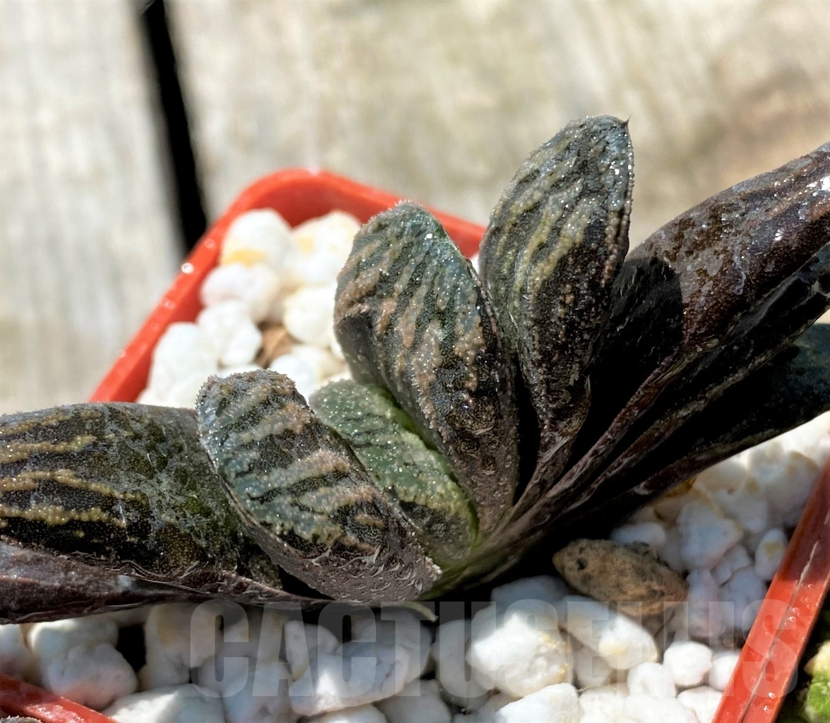 SHPR10931 10 plants, Haworthia truncata multi hybrid China - immagine 5