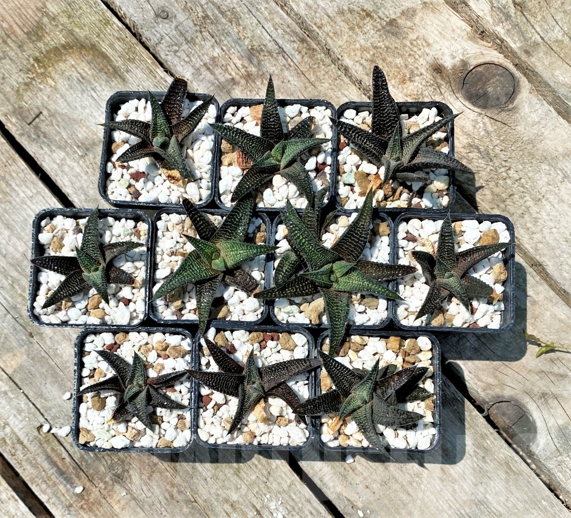 SHPR10932 10 plants, Haworthia ‘ARANAMI’ limifolia var. striata - Obrázek 2