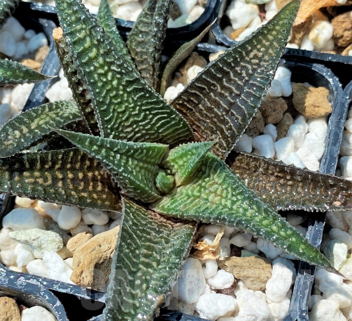 SHPR10932 10 plants, Haworthia ‘ARANAMI’ limifolia var. striata
