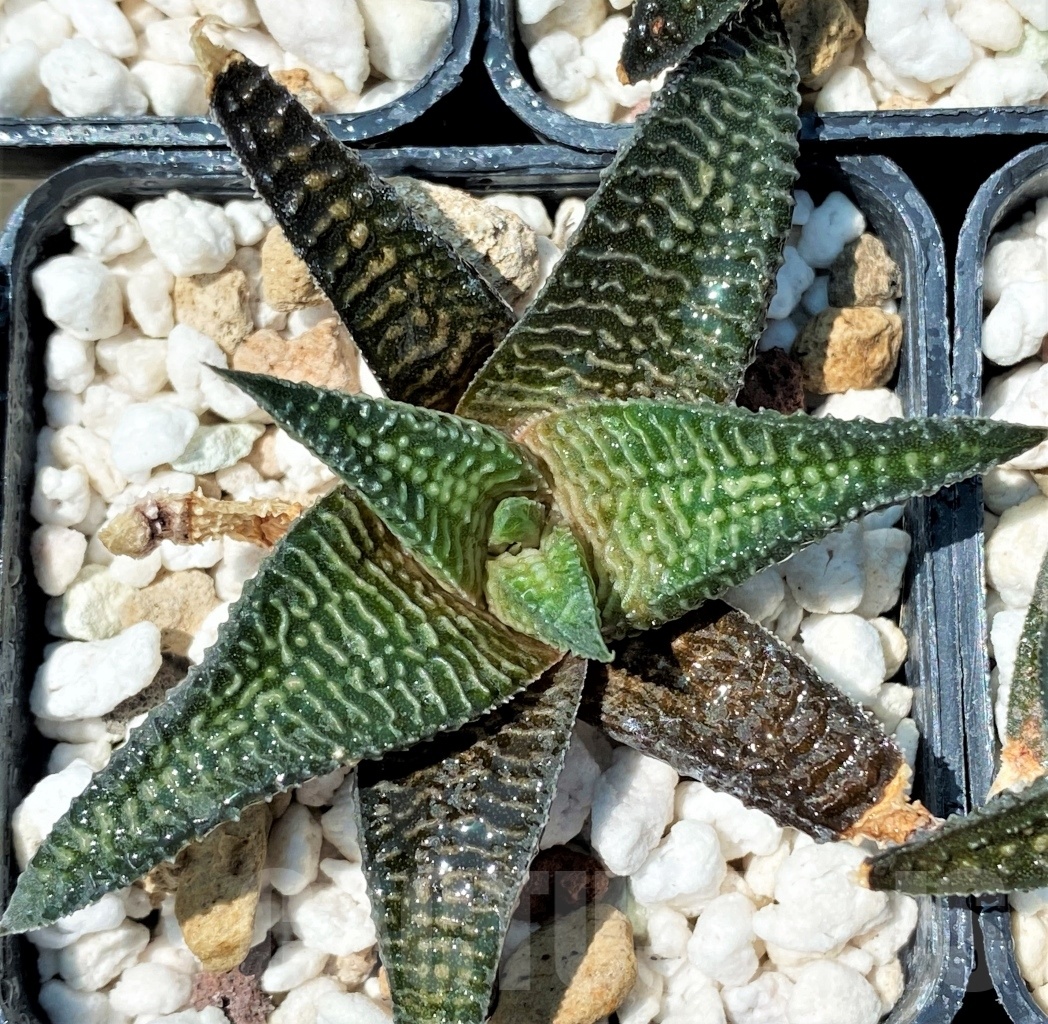 SHPR10932 10 plants, Haworthia ‘ARANAMI’ limifolia var. striata - Obrázek 3