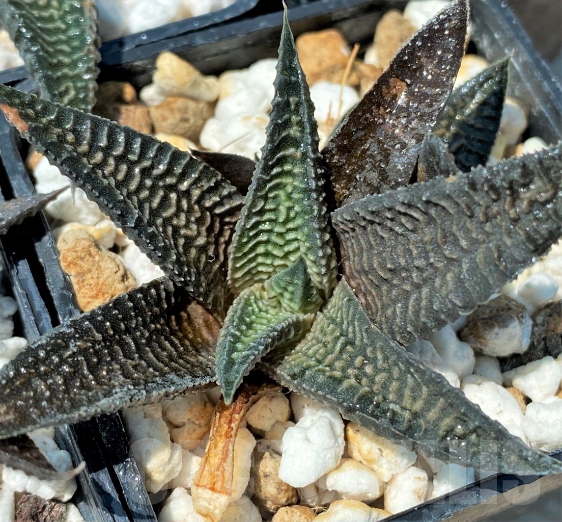 SHPR10932 10 plants, Haworthia ‘ARANAMI’ limifolia var. striata - Obrázek 4