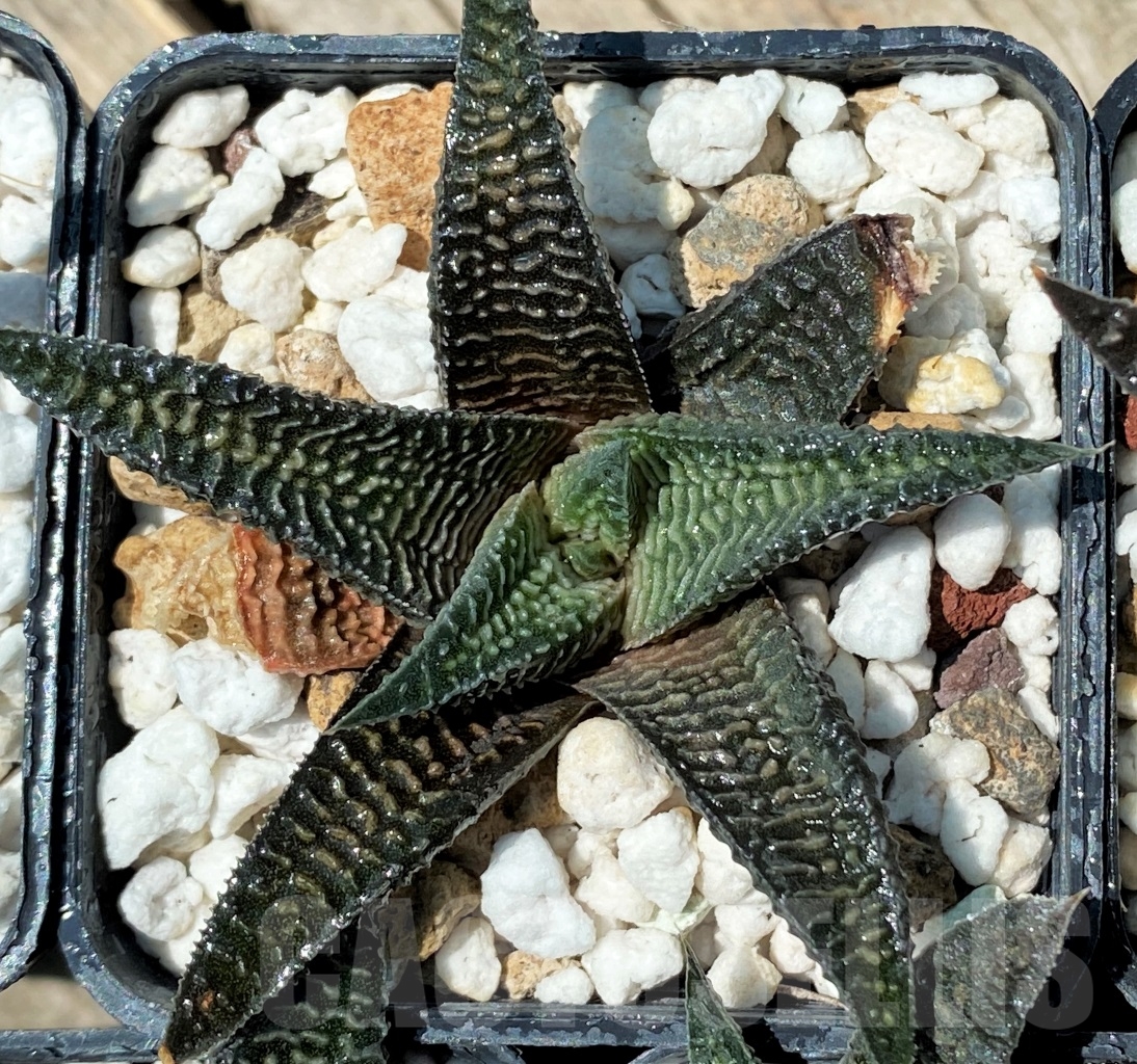 SHPR10932 10 plants, Haworthia ‘ARANAMI’ limifolia var. striata - Obrázek 5
