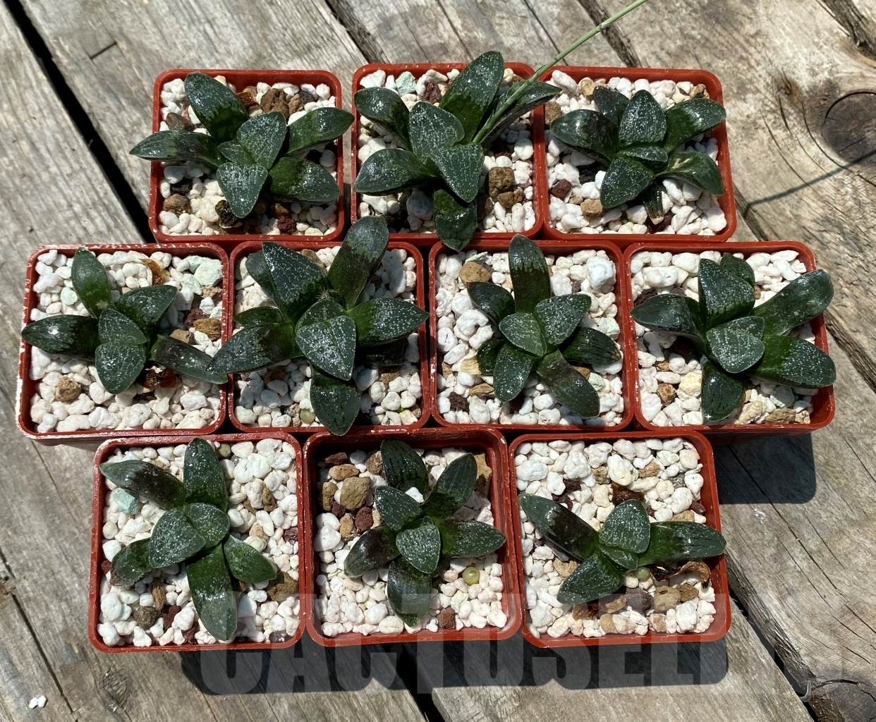SHPR10934 10 plants, Haworthia pygmaea v. argenteo-maculosa REB 249 – Image 2