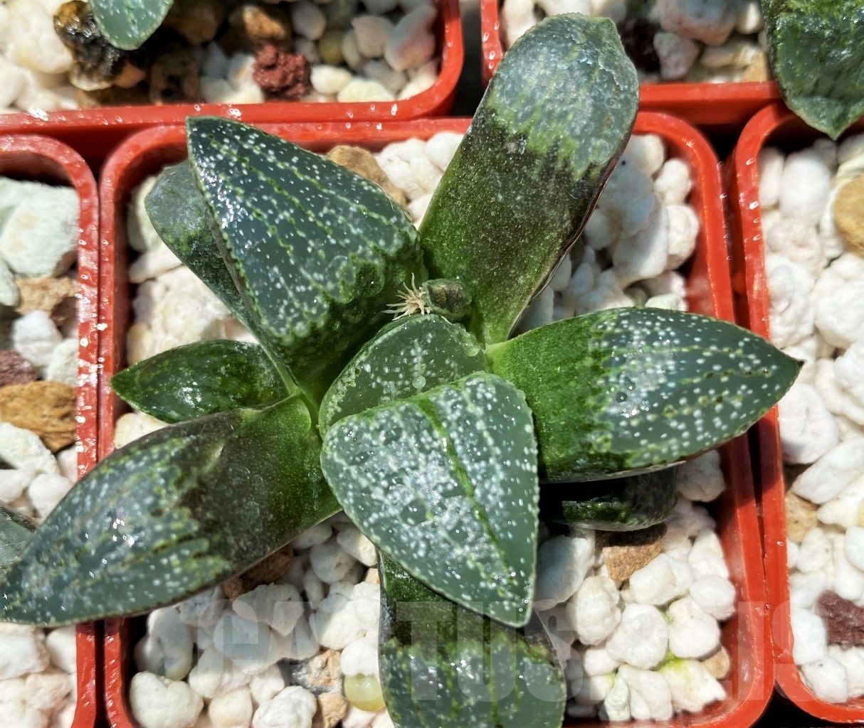 SHPR10934 10 plants, Haworthia pygmaea v. argenteo-maculosa REB 249 – Image 3