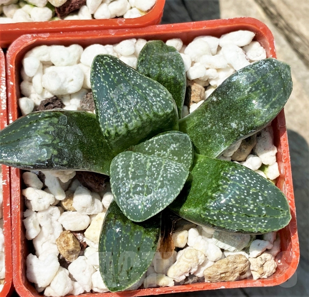 SHPR10934 10 plants, Haworthia pygmaea v. argenteo-maculosa REB 249