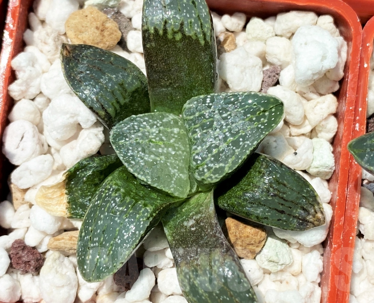 SHPR10934 10 plants, Haworthia pygmaea v. argenteo-maculosa REB 249 – Image 4