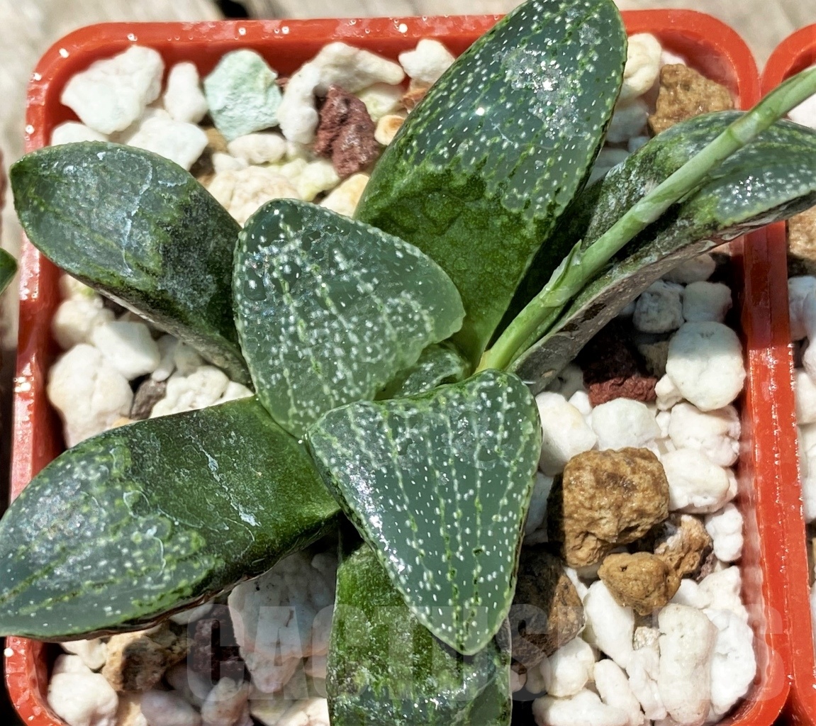 SHPR10934 10 plants, Haworthia pygmaea v. argenteo-maculosa REB 249 – Image 5