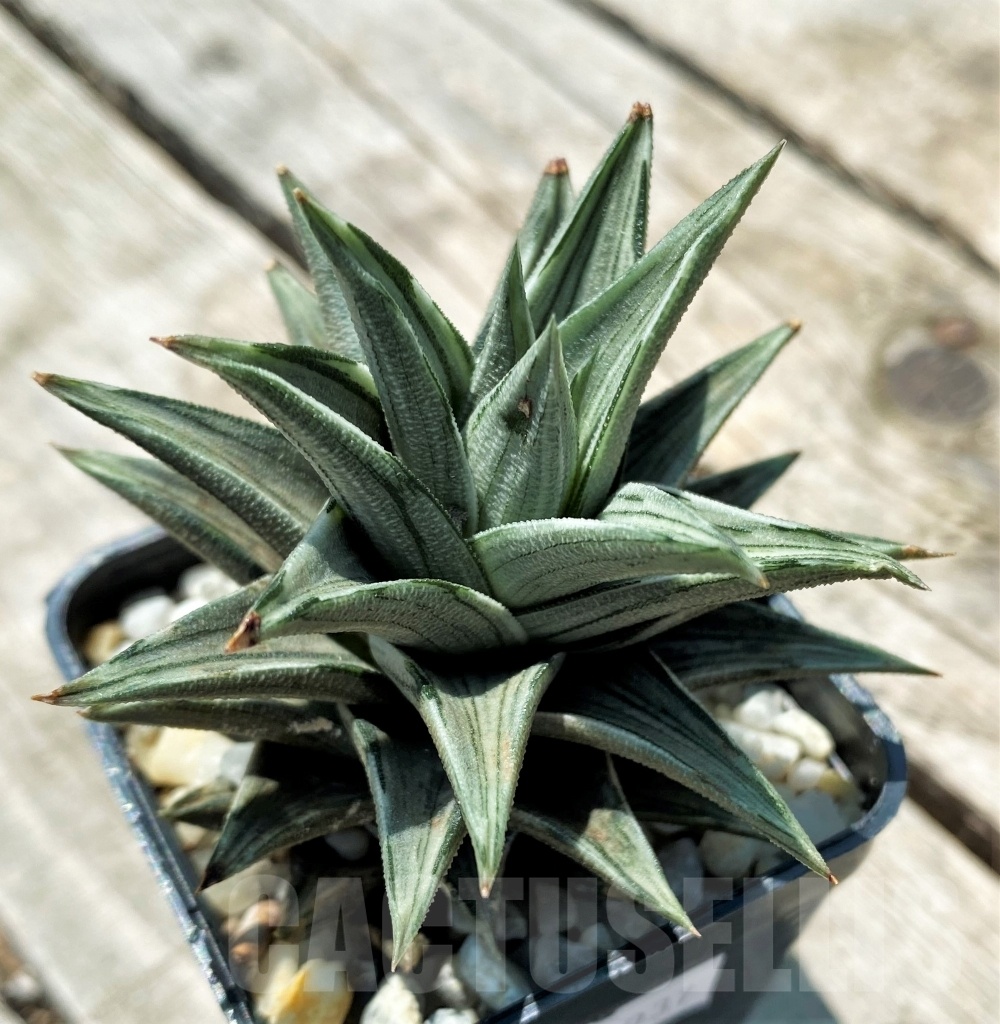 SHPR10937 Haworthia tortuosa f. variegata – Image 2