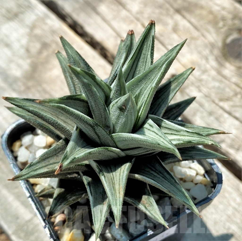 SHPR10937 Haworthia tortuosa f. variegata