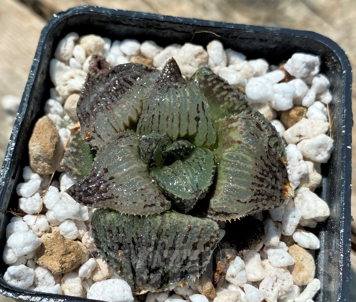 SHPR10938 Haworthia 'Ginsekai' hybrid