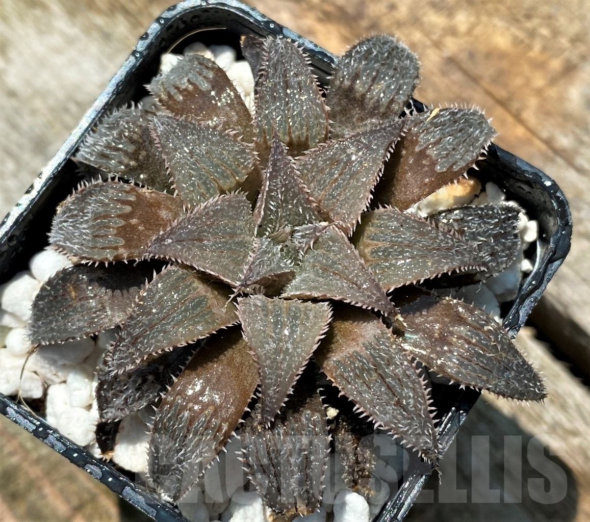 SHPR10942 Haworthia wimii select – Image 2