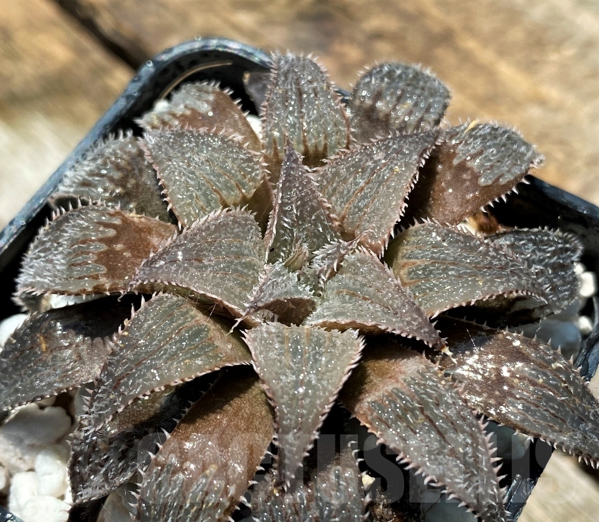 SHPR10942 Haworthia wimii select