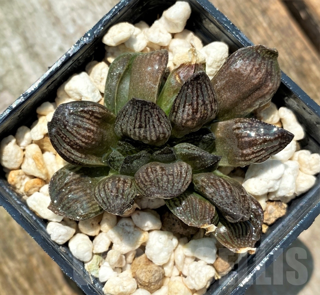 SHPR10943 Haworthia 'Kuroshima Dekenahii'