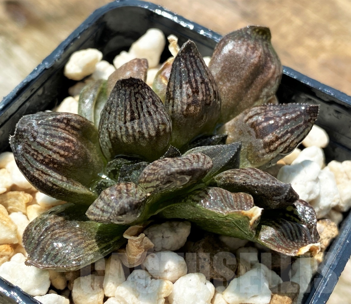 SHPR10943 Haworthia 'Kuroshima Dekenahii' - 画像 (2)