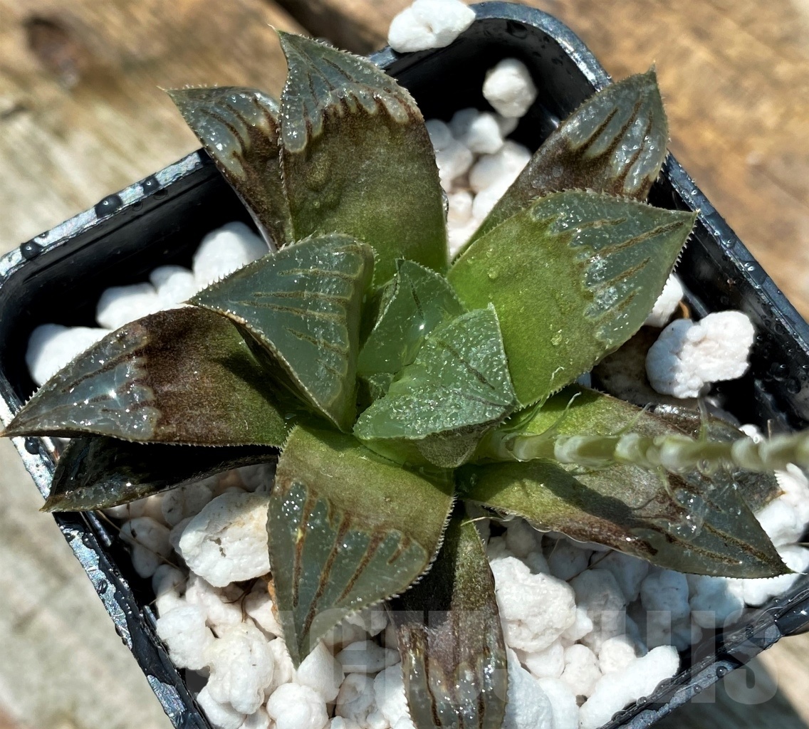 SHPR10944 Haworthia magnifica v. atrofusca hybrid