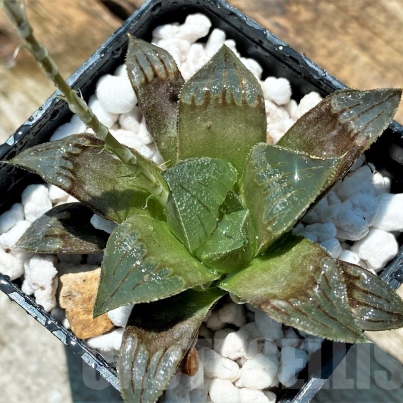 SET256 Haworthia magnifica v. atrofusca hybrid  10 plants