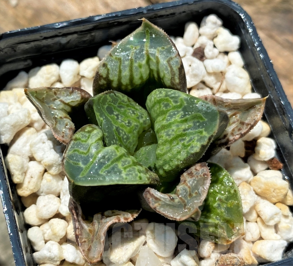 SHPR10945 Haworthia 'Kamen Butokai'