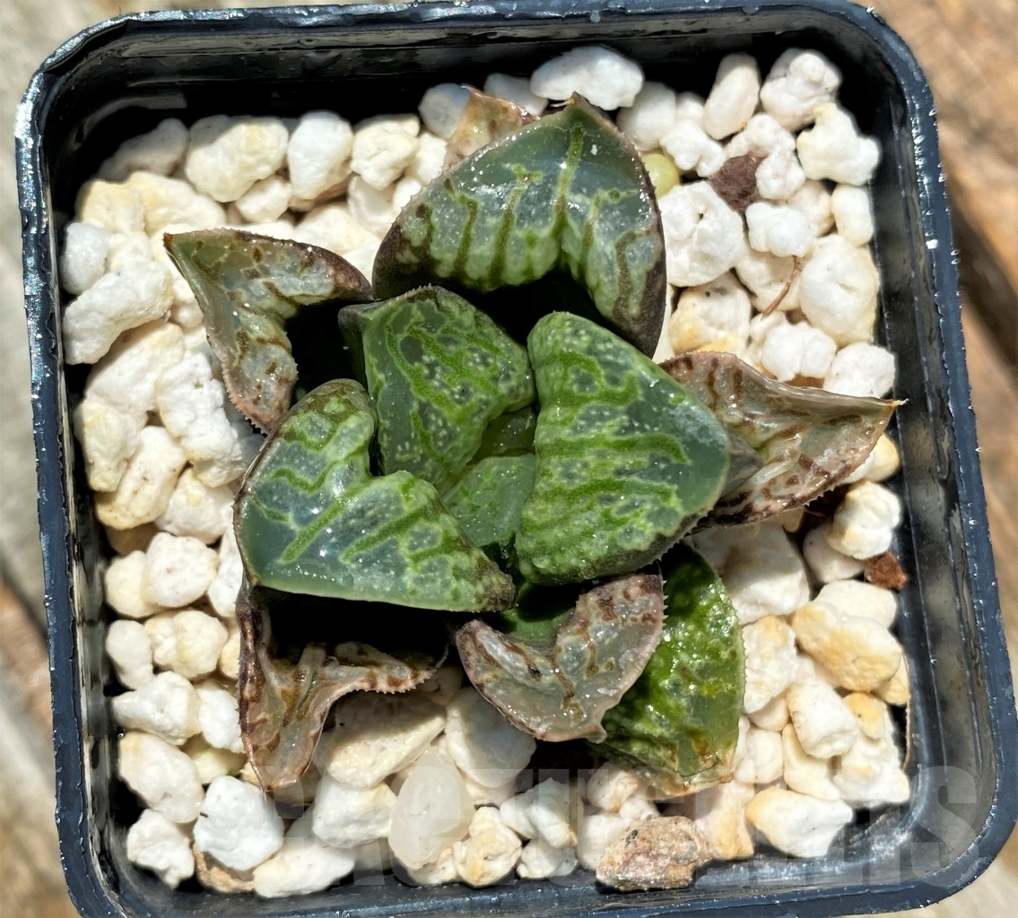 SHPR10945 Haworthia 'Kamen Butokai' - immagine 2