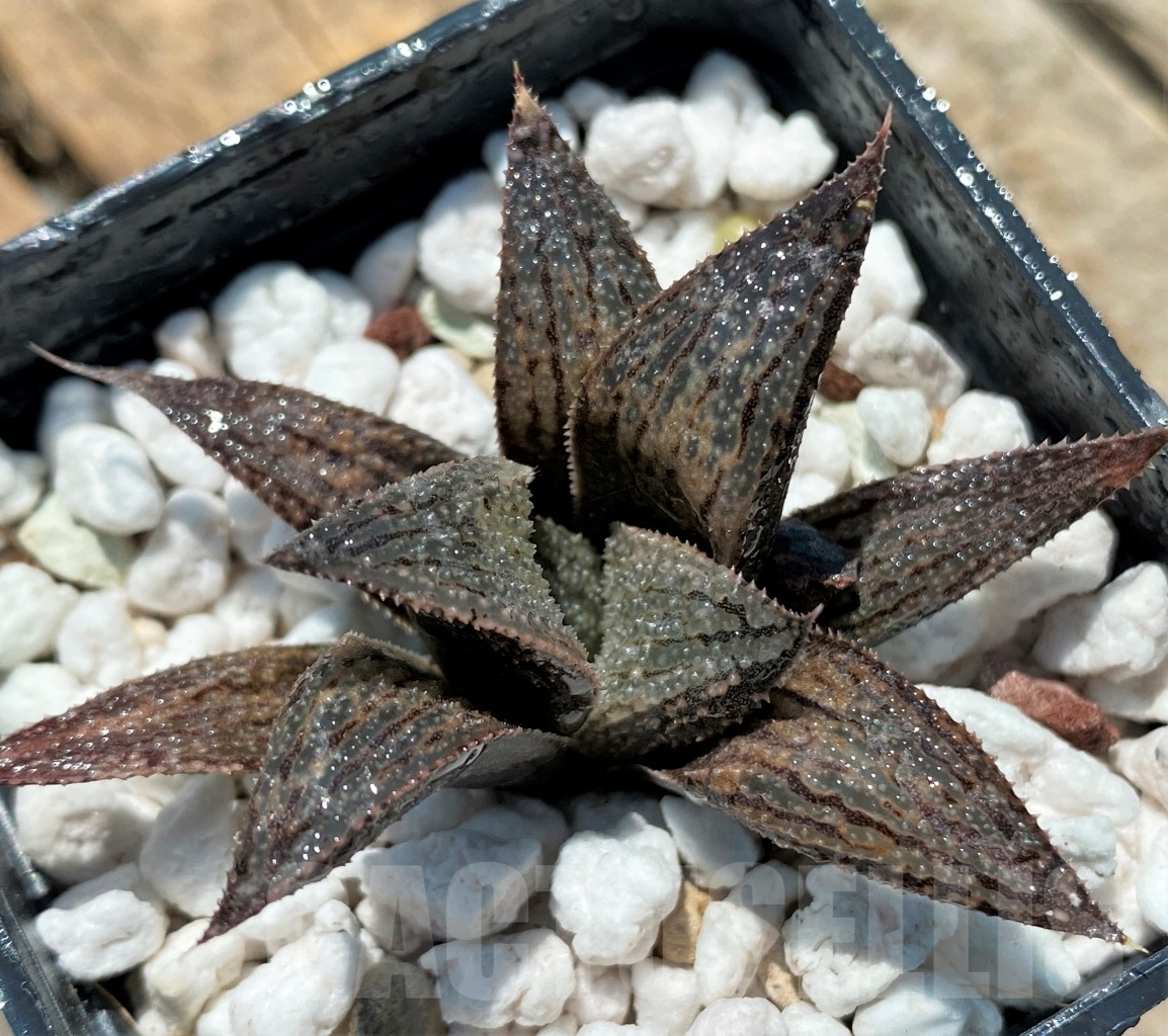 SHPR10946 Haworthia Artisan hybrid