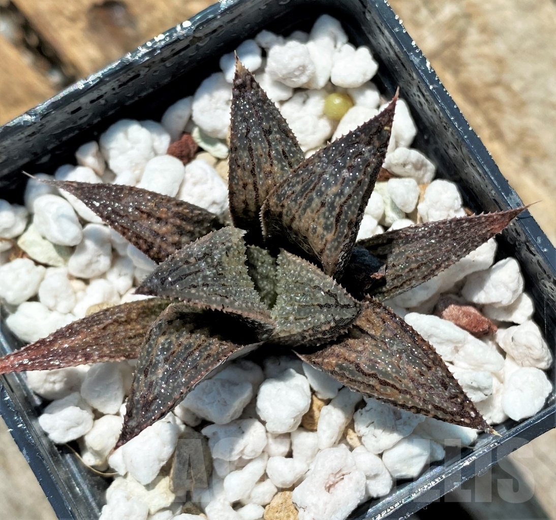 SHPR10946 Haworthia Artisan hybrid - immagine 2