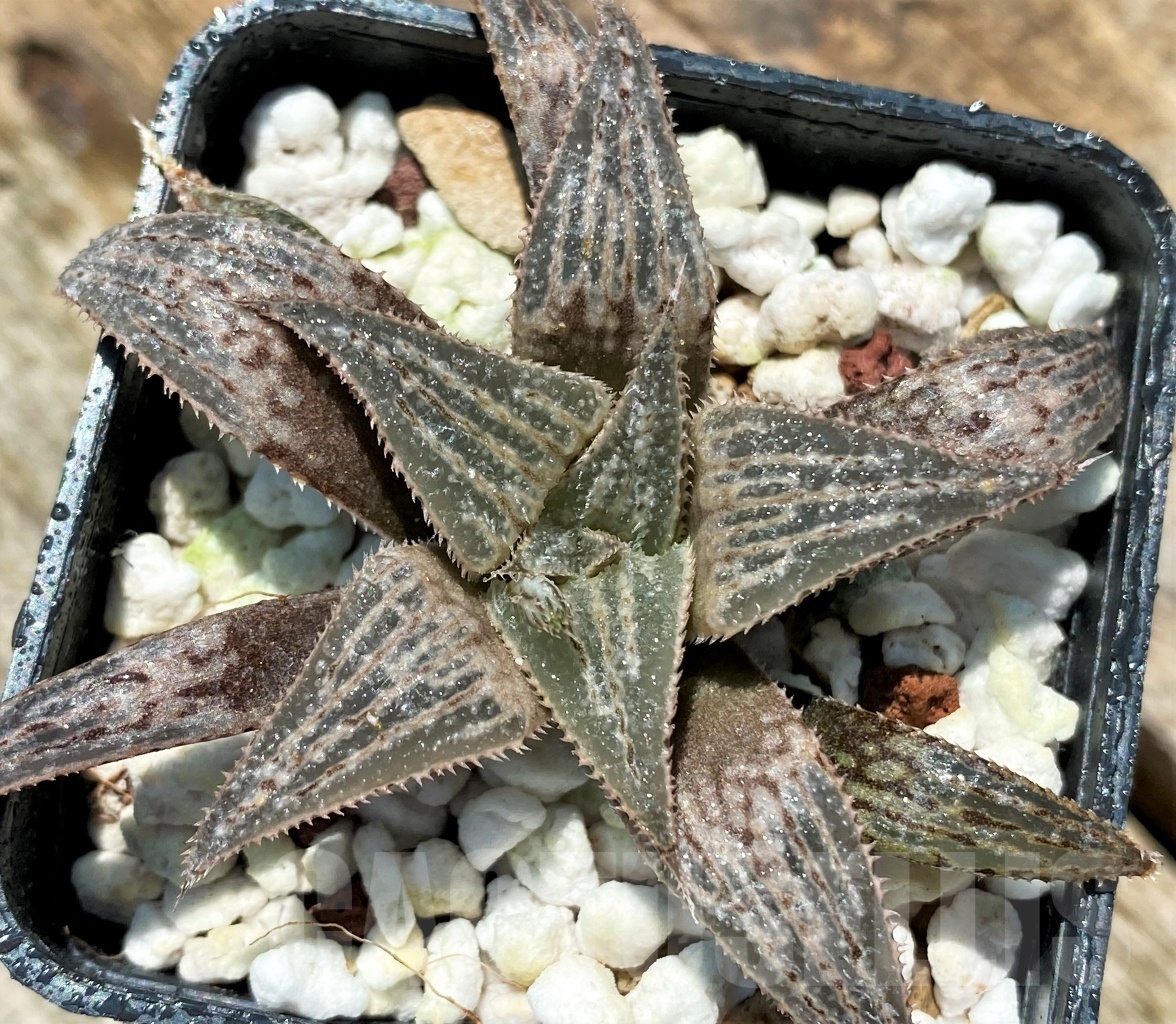 SHPR10947 Haworthia ‘Bev’s Wonder’