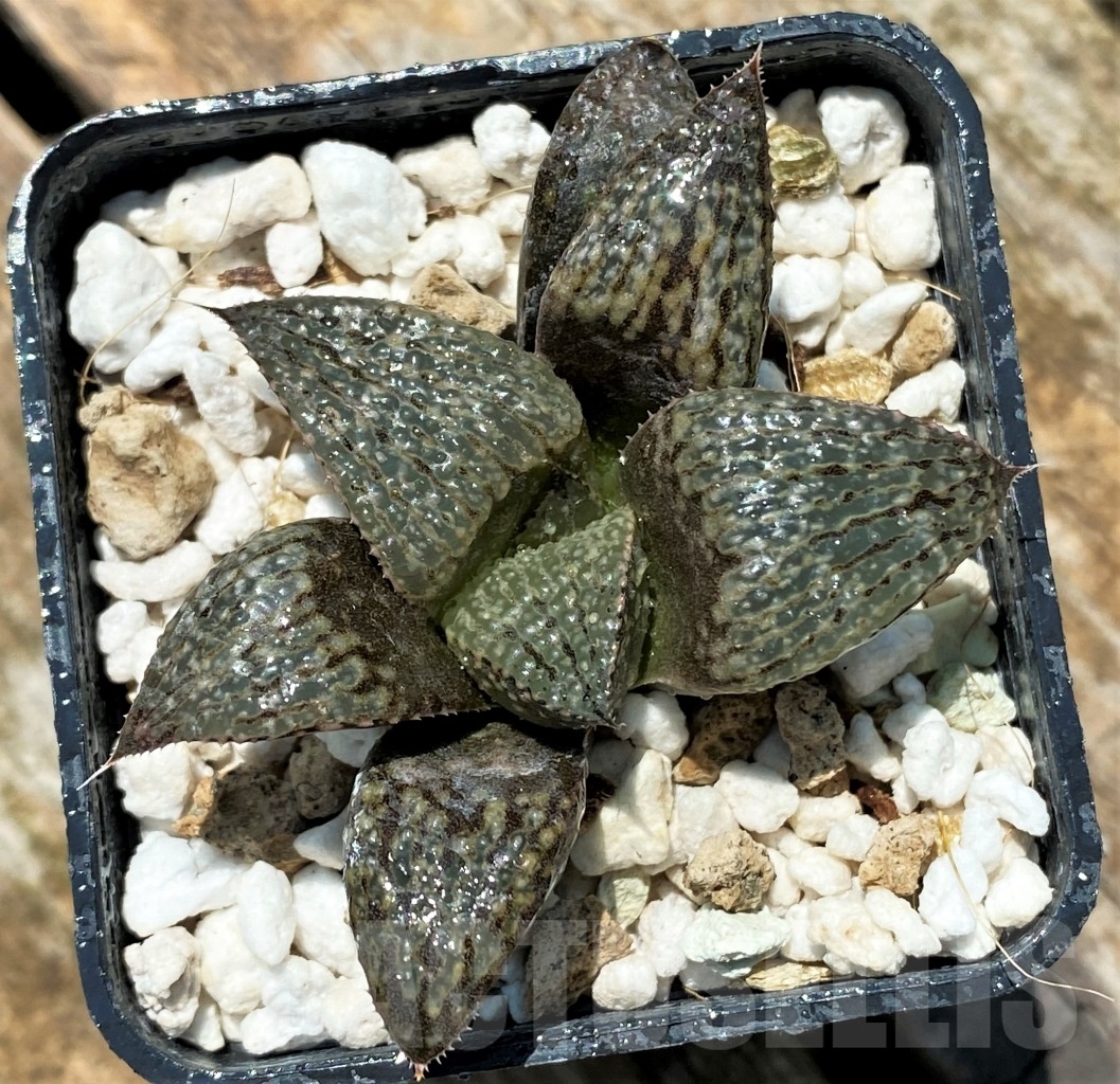 SHPR10948 Haworthia magnifica v. splendens