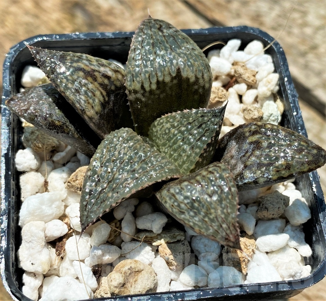SHPR10948 Haworthia magnifica v. splendens - Obrázek 2