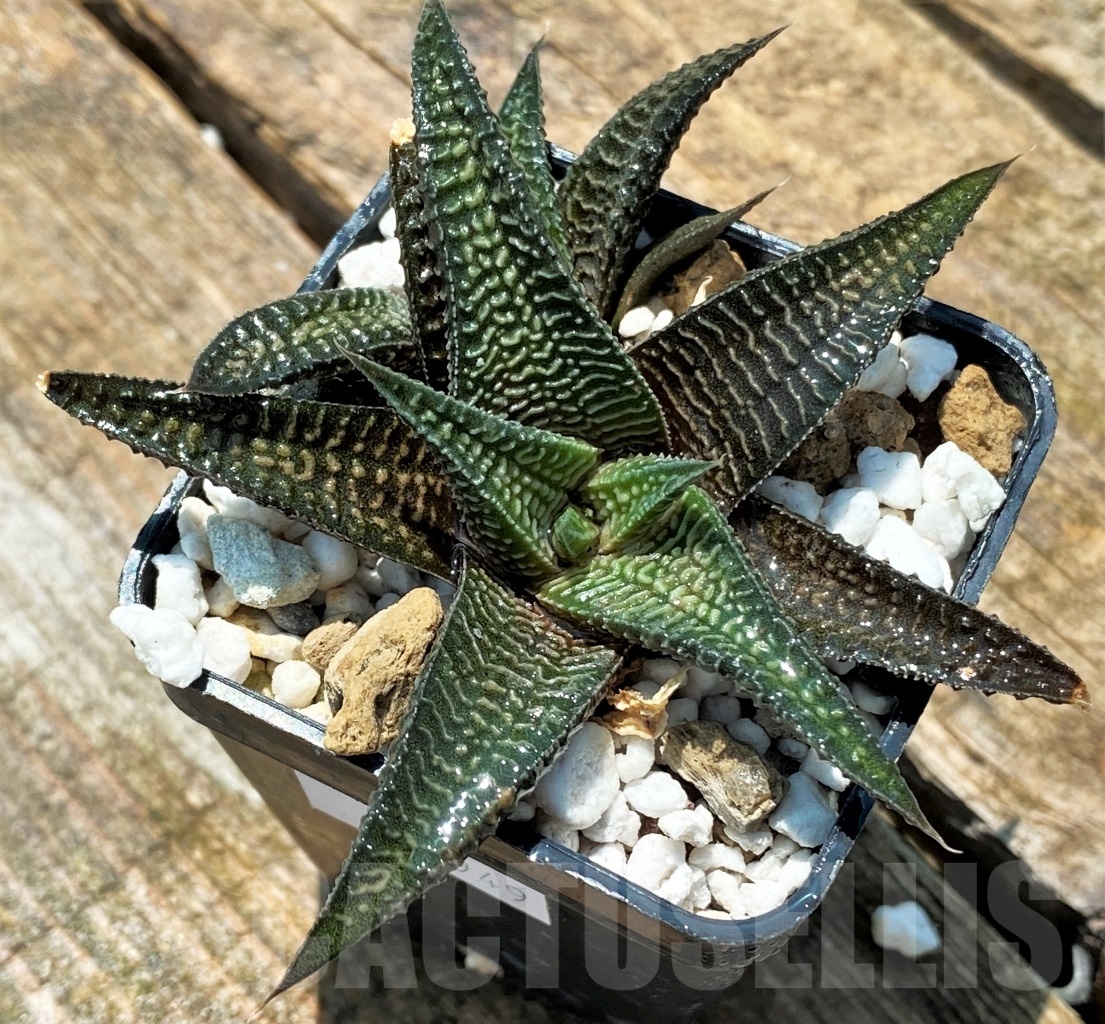 SHPR10949 Haworthia ‘ARANAMI’ limifolia var. striata