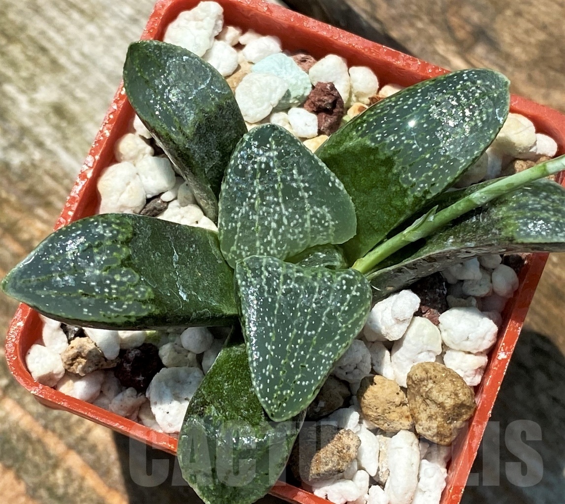 SHPR10950 Haworthia pygmaea v. argenteo-maculosa REB 249