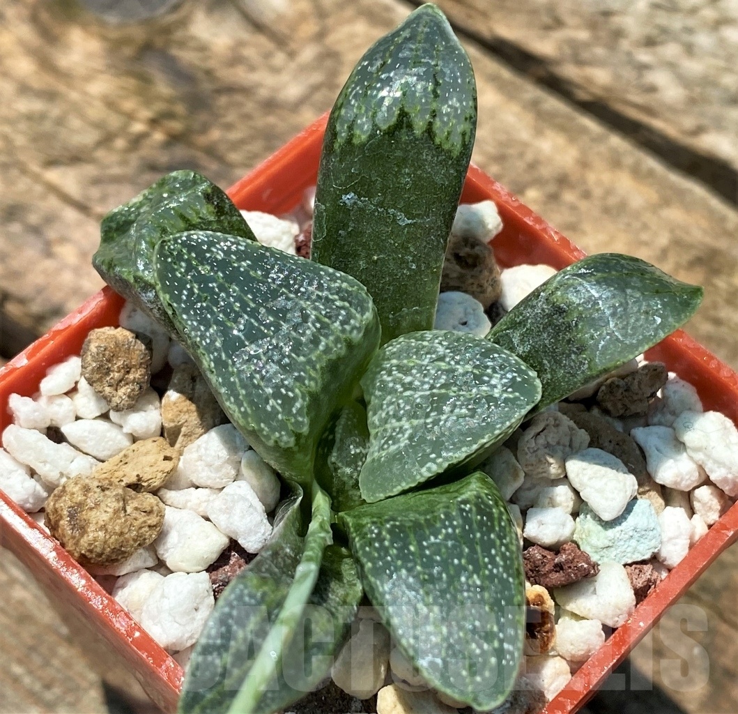 SHPR10950 Haworthia pygmaea v. argenteo-maculosa REB 249 - Image 2