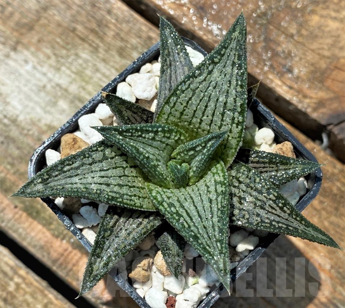 SHPR10953 Haworthia ‘Kintaikyo’
