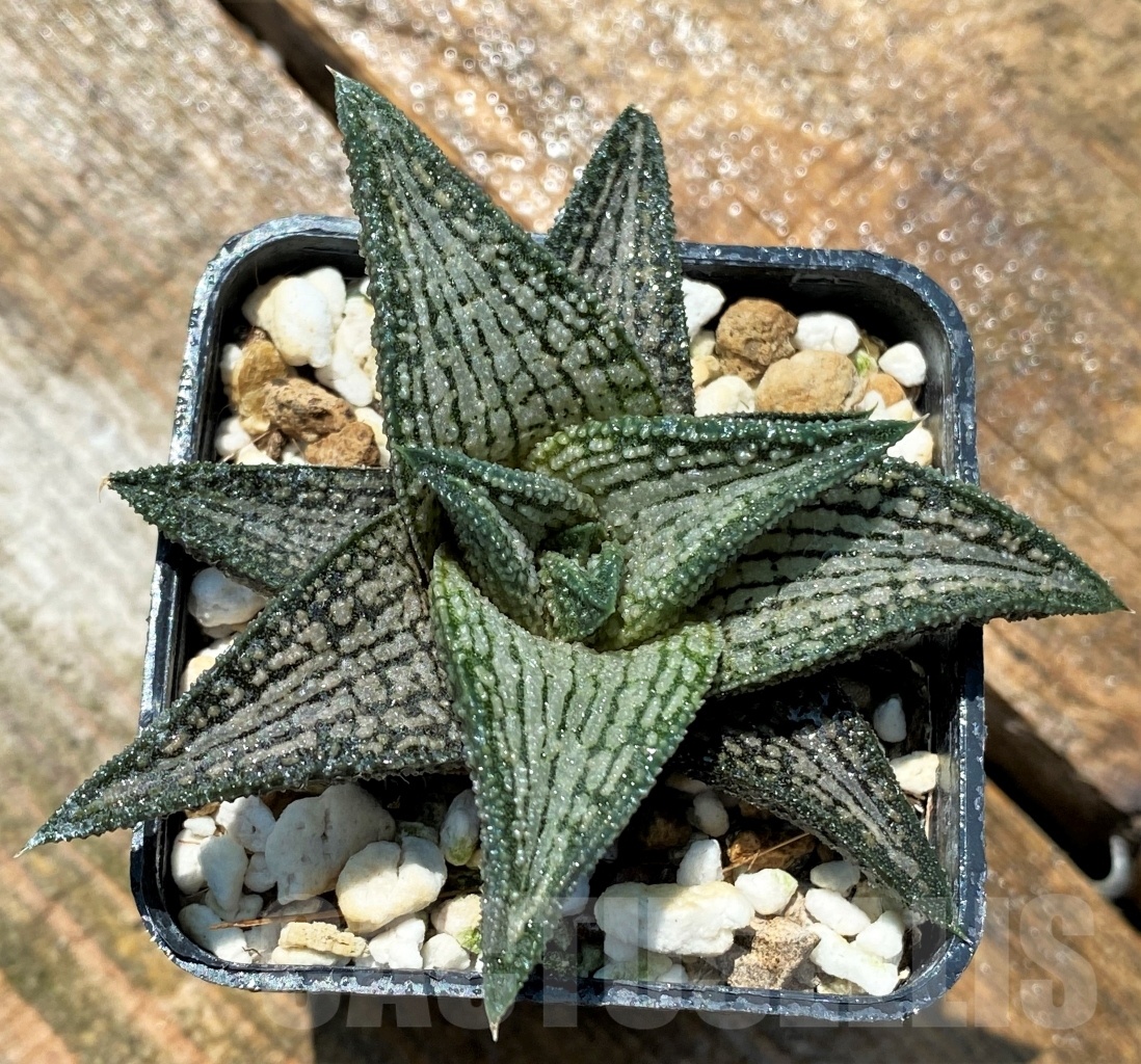 SHPR10954 Haworthia ‘Kintaikyo’