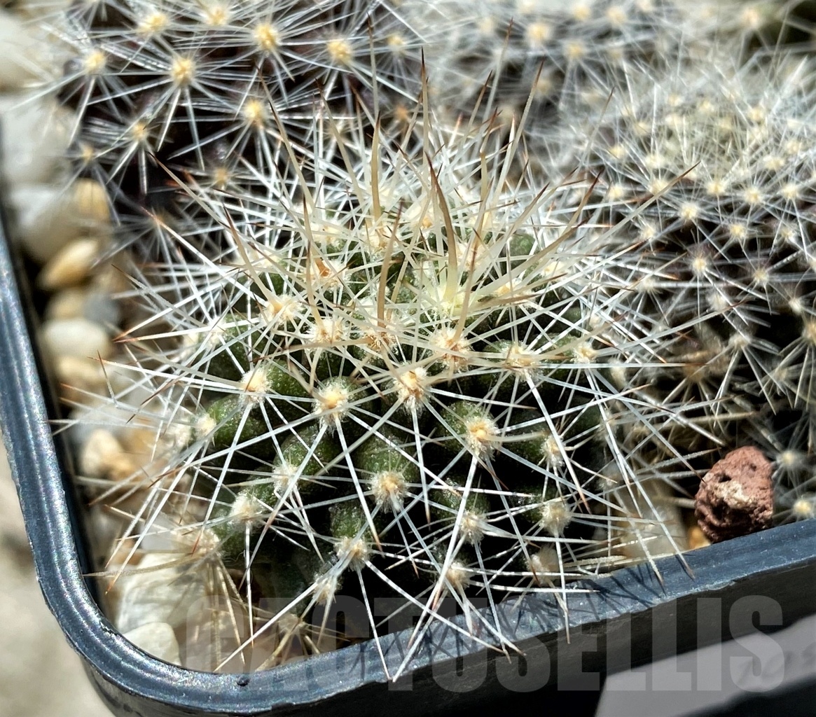 SHPR10955 10 plants, Neoporteria sp.