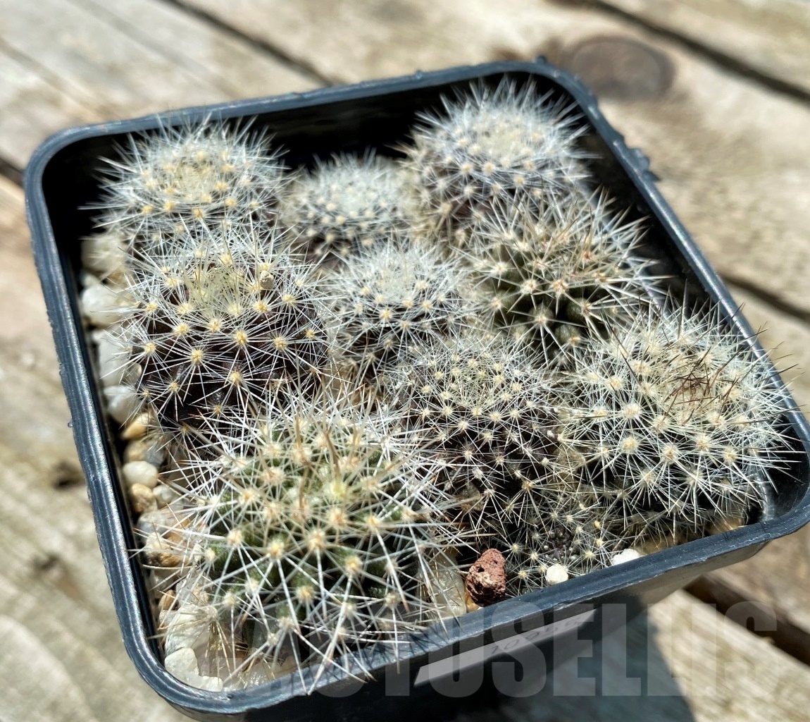 SHPR10955 10 plants, Neoporteria sp. - 画像 (2)